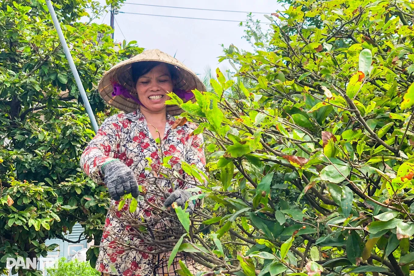 Công đoạn chăm sóc, tỉa lá mai