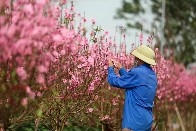 Người dân chuẩn bị để đưa hoa ra thị trường