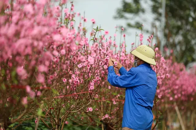 Người dân chuẩn bị để đưa hoa ra thị trường