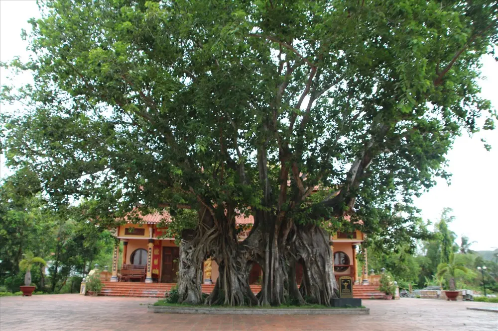 Cây bồ đề được công nhận là cây di sản tại Mộ và Đền thờ Lương Văn Chánh