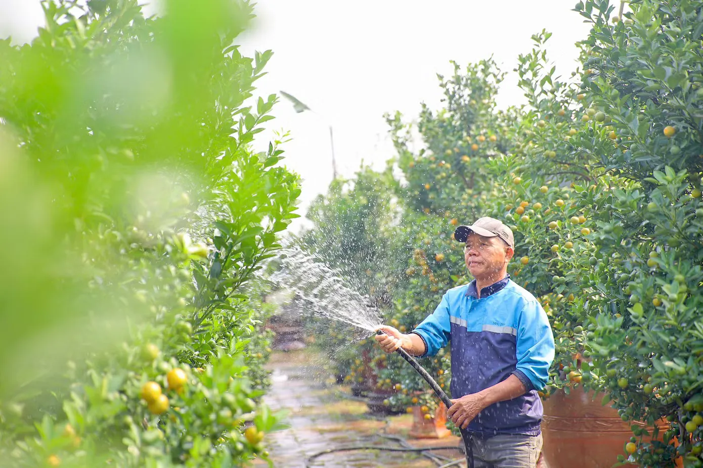 Công đoạn tưới nước cho cây quất