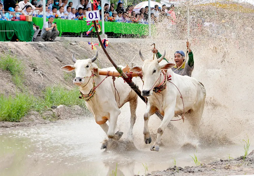 Cận cảnh Đôi bò tranh tài trong Lễ hội đua bò Bảy Núi