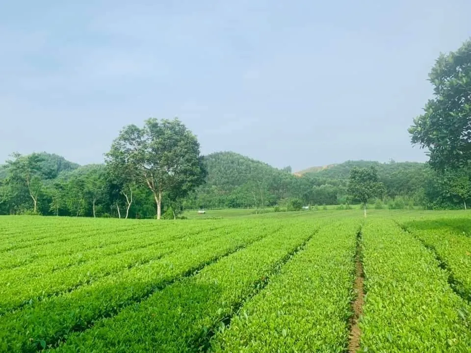 Hình ảnh về đồi chè Bản Ven