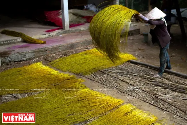 Công đoạn phơi cây lác sau khi được nhuộm xong