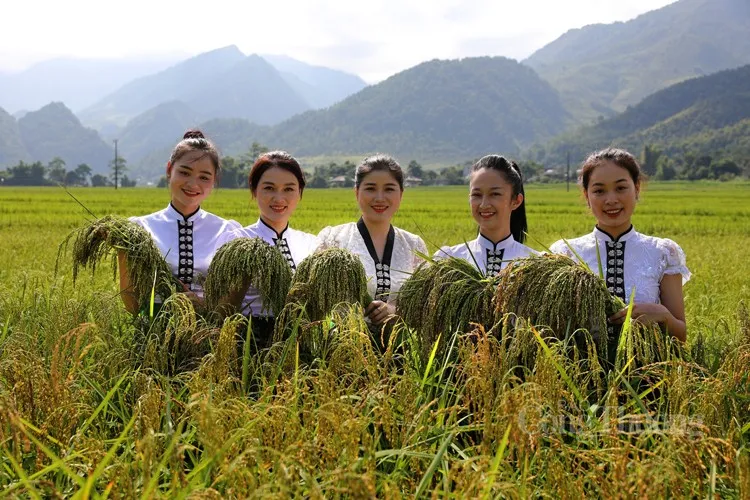 Lễ hội Cốm Tú Lệ – Hương sắc mùa thu và không gian văn hóa của người Thái