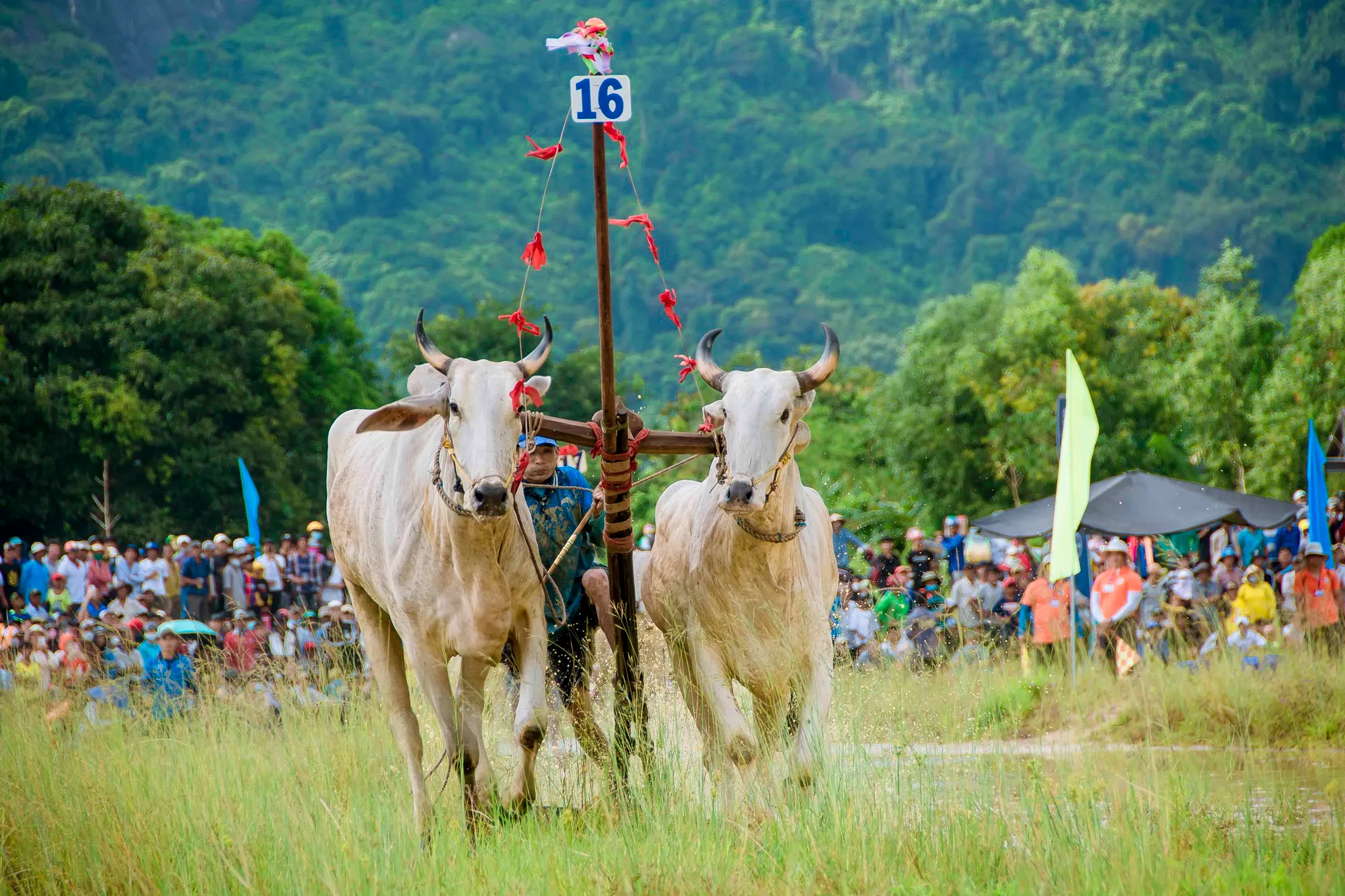 Hội đua bò Bảy Núi, An Giang