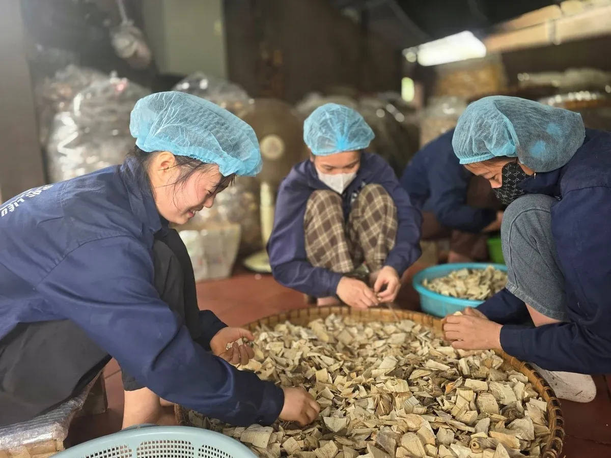 Ninh Giang - hương dược liệu trong miền ký ức làng nghề