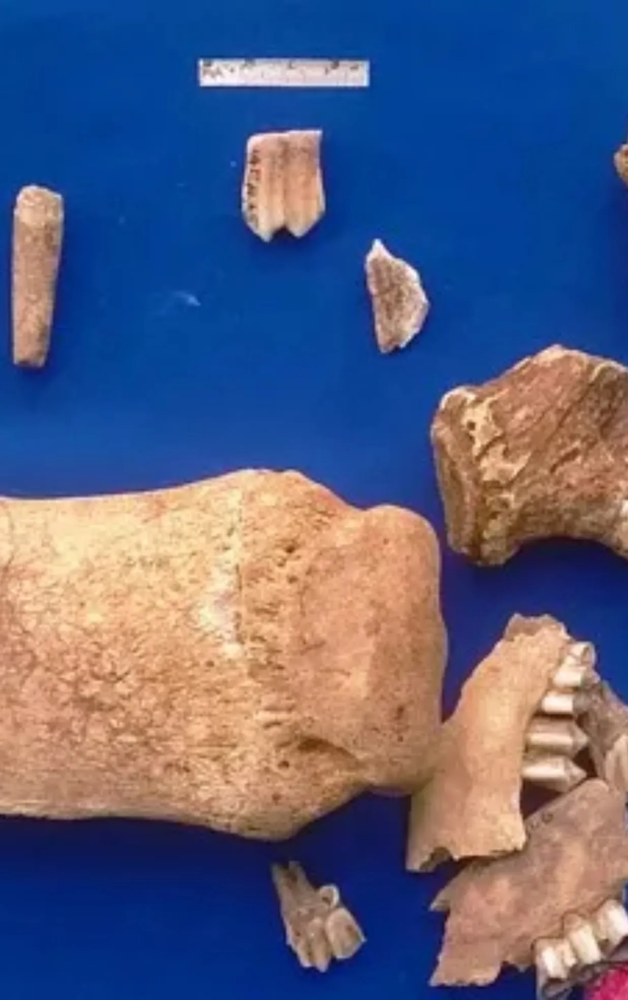 Di Chỉ Thạch Lạc