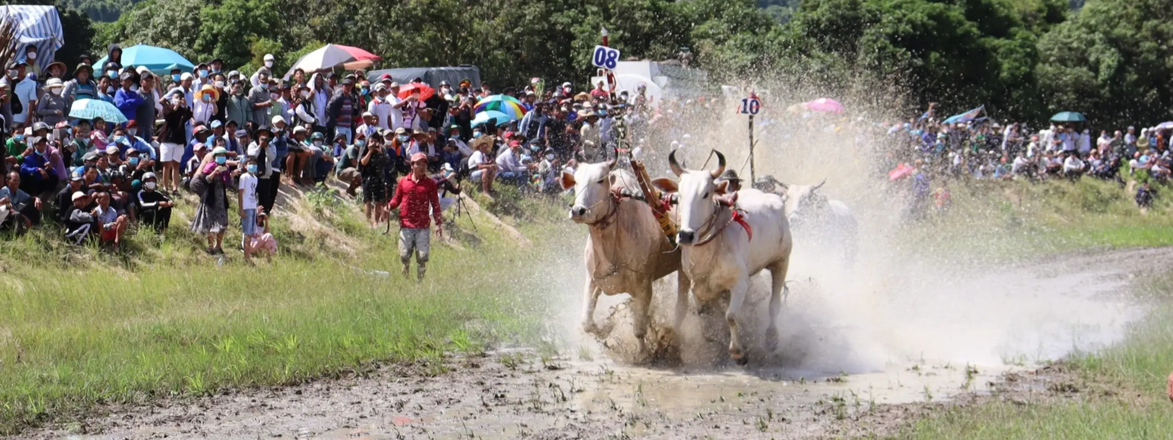 Lễ hội đua bò Bảy Núi