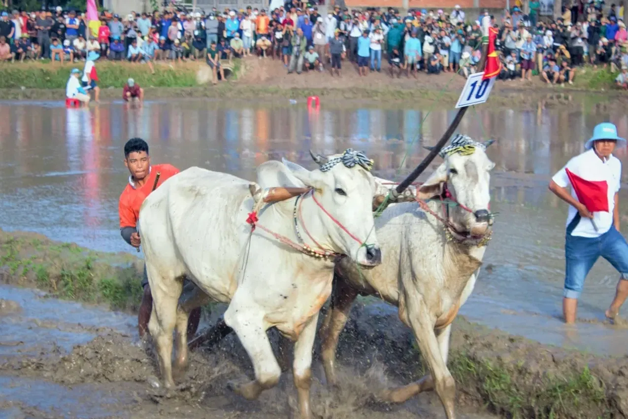 Lễ hội đua bò Bảy Núi