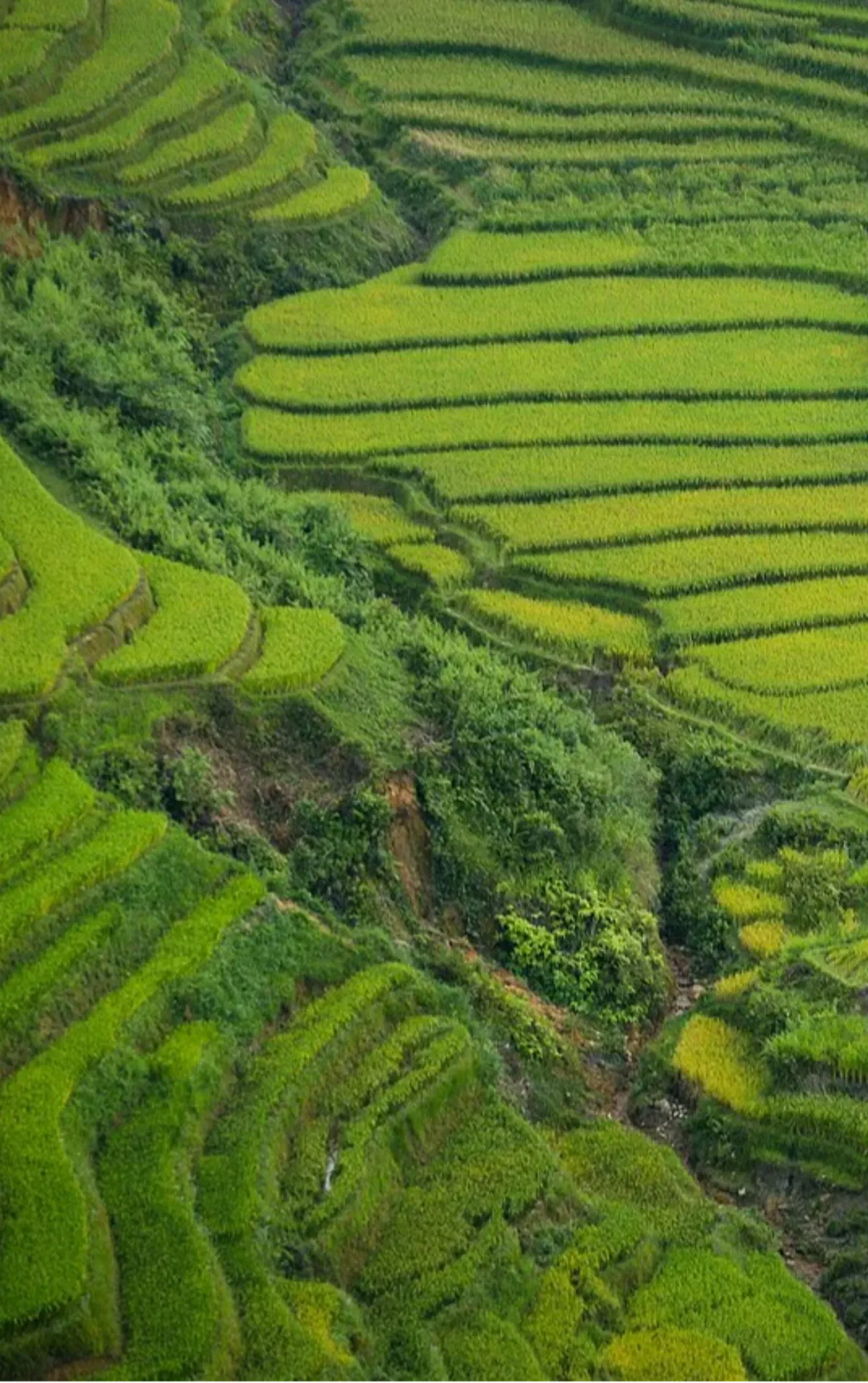 Ruộng Bậc Thang Mù Cang Chải