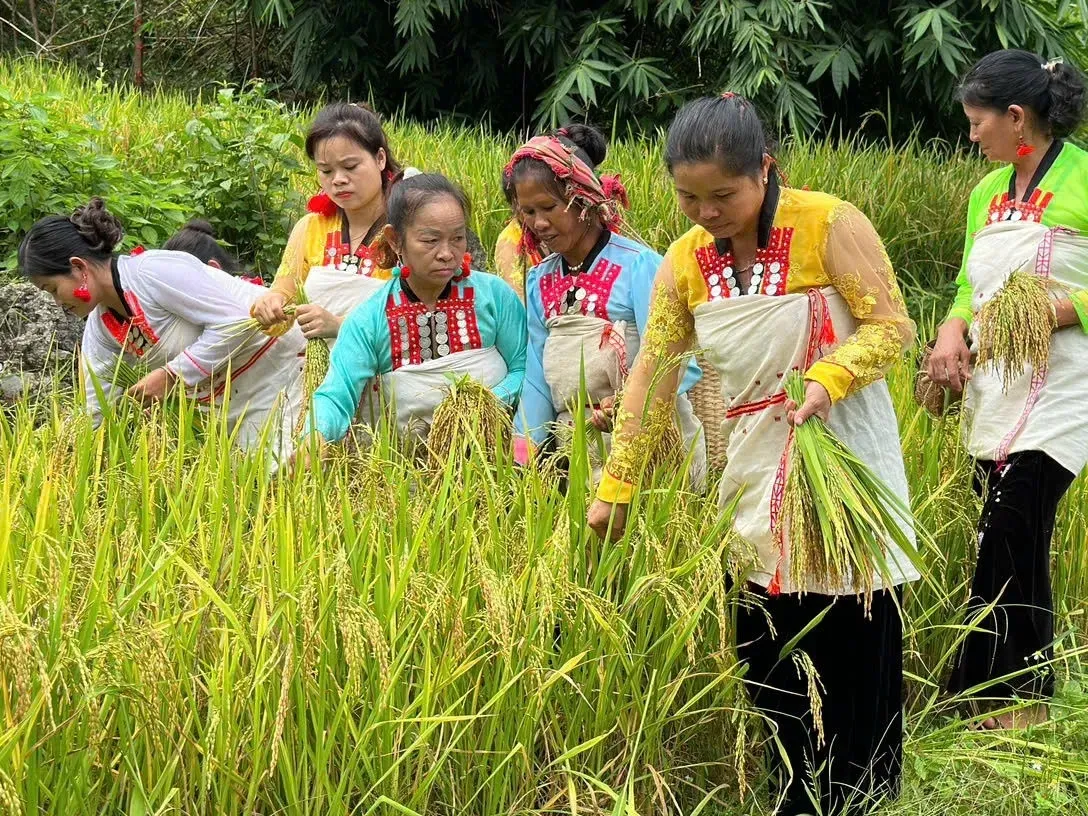 Khi người Mảng đón hạt lúa về nhà