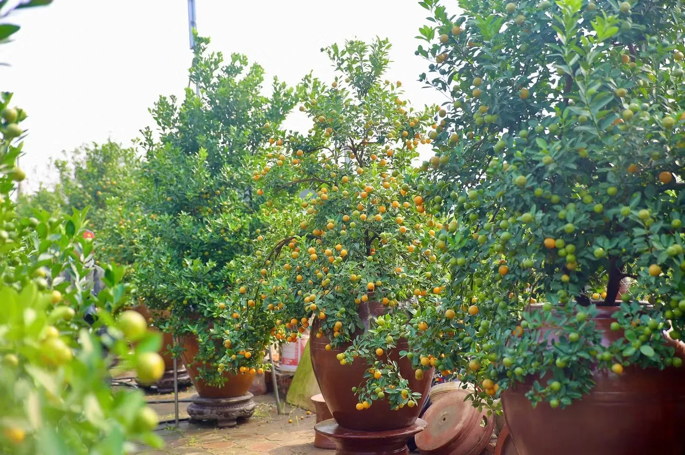 Làng nghề truyền thống quất cảnh Tứ Liên