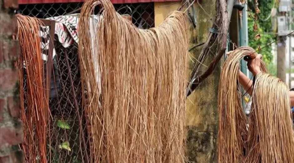 Chọn và phơi cỏ