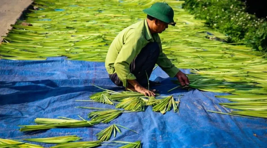 Chọn và xử lý lá
