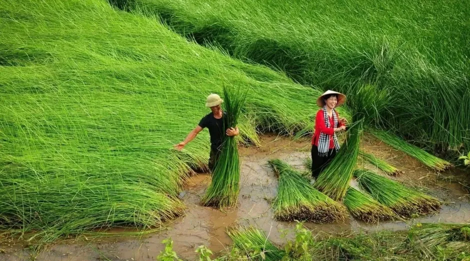 Thu hoạch và chọn cói