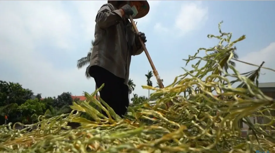 Phơi lá đót và chọn lá
