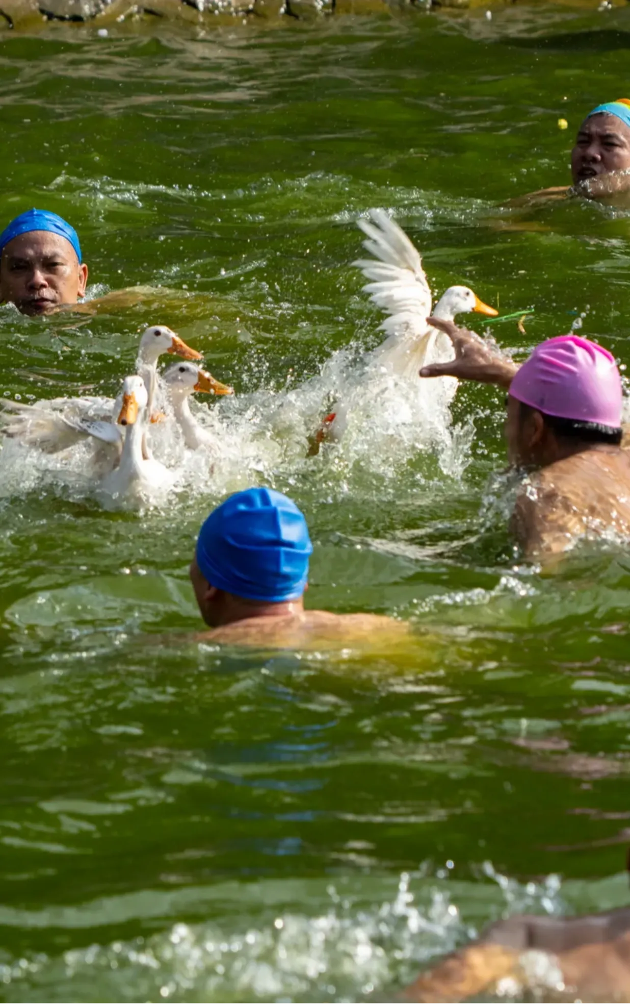 Lễ hội bắt vịt làng Thúy Lĩnh