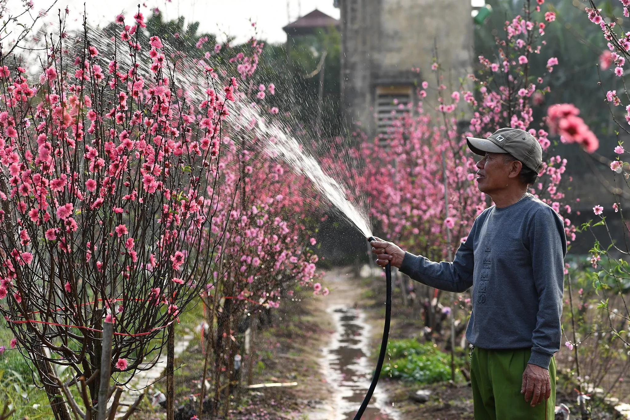 Làng đào Nhật Tân – sắc hồng nối những mùa Tết
