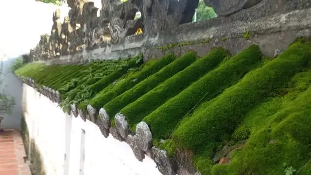 Rêu phong trên tường bao Đình Sơn Đồng